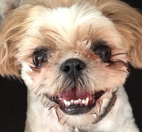 I'm a 6 year old Shih Tzu. I'm a happy puppy. I live with my mommy, daddy and sister. I like ice cream, toys and a good long walk.