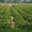 Nelson Berry Farm - @Nelson_Berries - Twitter