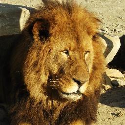 aikoukailion's profile picture. 江戸川大学 演劇愛好会 らいおん組です!
公演の日時や練習風景などをツイートしていきます
よろしくお願いします　見学・体験大歓迎！！詳しくはブログで