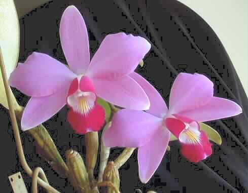 cattleyita's profile picture. 