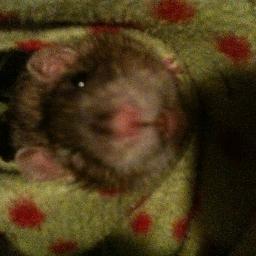 ratlvrchristina's profile picture. Vegan, animal lover, mommy to 2 rescued mutts, 4 rescued ratties, 1 rescued kitty, pianist & t-shirt maker. adopt. don't shop. compassion for all. xo