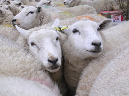 HadlowSheep's profile picture. Lecturer (retired) in agriculture and sheep breeder.  Passionate about sheep and agricultural education.  Looking for fresh challenges and opportunities.