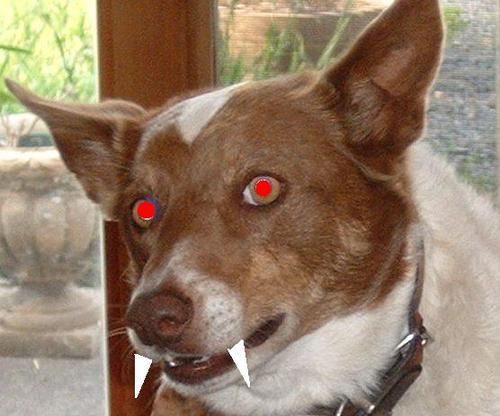 PresPetesDog's profile picture. Was President Pete's Guard Dog (@PresidentPete).  Studying english by pictures.  Internet Marketing Genius.  I eat corgies.