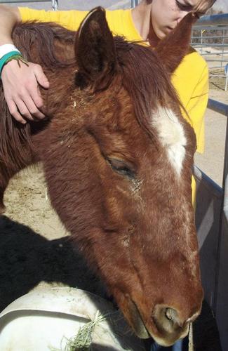 Huvz N Pawz Etc is a rescue sanctuary designed to care, rehabilitate, and provide a safe and secure environment for abused, abandoned, and/or neglected horses.