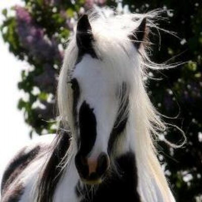 ParisSC69's profile image