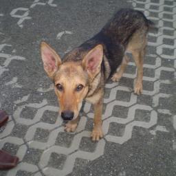 KimKashmere's profile picture. I run my own online pet shop selling pet products at bargain prices: http://t.co/D0c7rARZDS
I adore my partner, our 2 dogs, all animals & nature,