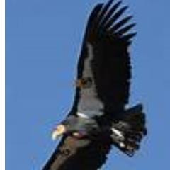 selfdrivecondor's profile picture. Based in Edinburgh City Centre we have been supplying all types of self drive car and van rental for over thirty years.