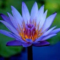 Susan Boyle (@susielotus) 's Twitter Profile Photo Susan Boyle (@susielotus) 's Twitter Profile Photo