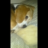 JasonJJMacLeod1's profile picture. Beagle loving golfer,  goaltender,  music aficionado and bassist.