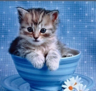宜しくお願いします！(=^x^=)