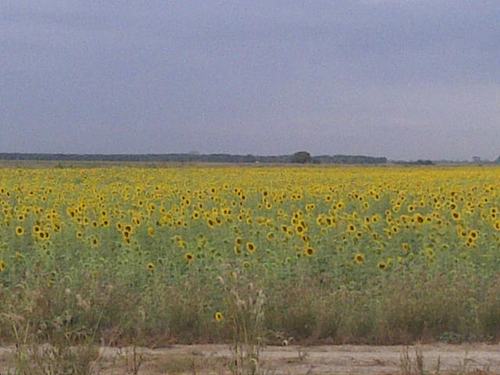 lincoln_u's profile picture. 