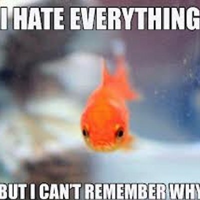 Grumpy Goldfish (@GoldfishGrumpy) / X