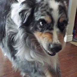 northofwiarton's profile picture. A woman living beyond the Bruce Peninsula Gateway with her husband, Rob, aka The Crabby Cabbie and their three Australian Shepherds, Bandit, Lexus & Mercedes.