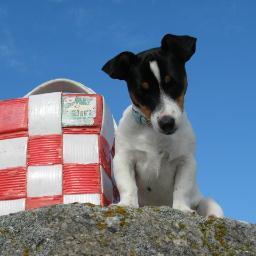 whitedog16's profile picture. A Singsby Red with a white dog. One loves beer. Both love football. We never walk alone. This is mostly about football. Against modern football too. 6 times...