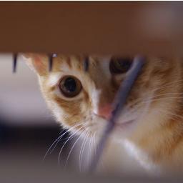 にゃーん / ThunderEgg
連絡はfacebookのほうが確実かもですよん
