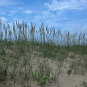 Alex Wicker - @Beachsurfer79 - Twitter