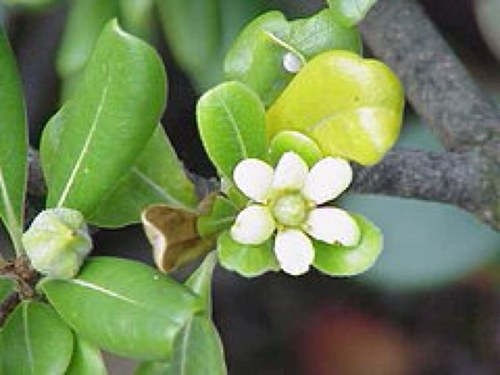 pittosporum