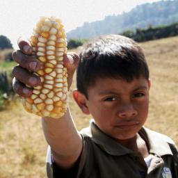 Hijo del maíz