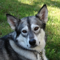 DrRehanni's profile picture. Holistic Veterinarian -Natural medical care for furry family members and their people in Coquitlam, Port Moody and Pitt Meadows.  

778-231-9155