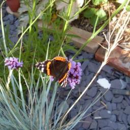 Garden designer interested in the natural environment. Also self catering accommodation in recent barn conversion, book by the night or the week.