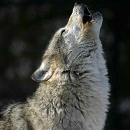 logarithmic99's profile picture. 