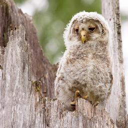 puceslv's profile picture. Latvijas Pūču izpētes biedrība.
Pūču izpēte, aizsardzība un vides izglītība Latvijā.