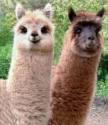 1-3-2013. Join the Alpaca Army.