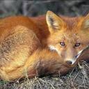 Thomas Rosati - @xbackupbuddyx - Twitter