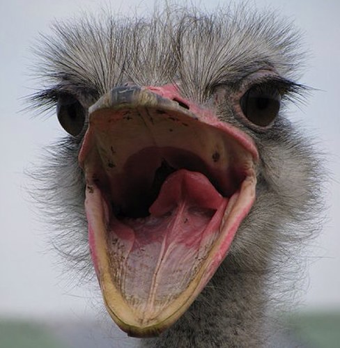 ThisOstrich's profile picture. Im Kevin...Im an ostrich I love me some Hoes :3