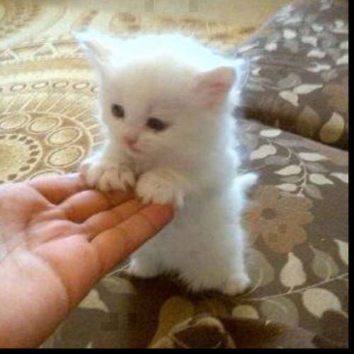 Picahchu's profile picture. 