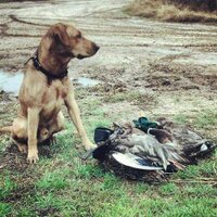 David McClinton (@dmac27_au) Twitter profile photo