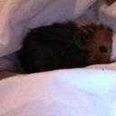 Jonathan Singh - @TheHound95 - Twitter