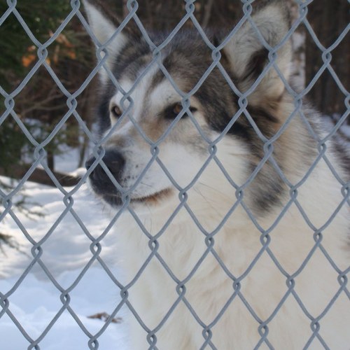 ProtectGrayWolf's profile picture. A current documentary in production to help build awareness of the current events involving Gray Wolves, and ways we can help keep them from future extinction.