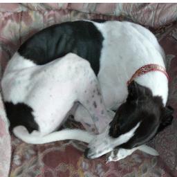 Ty and Lily are my hounds take them to events to promote greys as pets