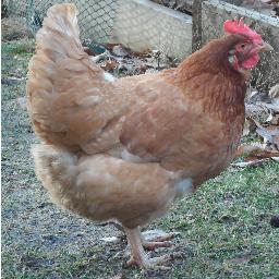 I don't tweet, I cluck.
