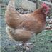 Gail the Chicken, PhD (@gailthechicken) Twitter profile photo