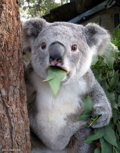 cool_koalabear's profile picture. I am a koala bear. I sleep for 20 hours a day and when I am awake I waste my time eating eucalyptus. What a life.