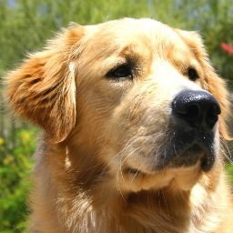 All proceeds are  donated to Tender Loving Canines Assistance Dogs, Inc. (501c-3) which provides service dogs to children with autism & Wounded Warriors.