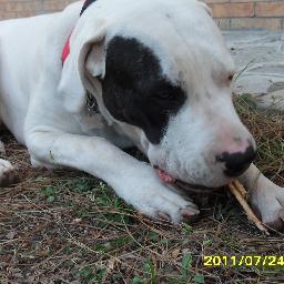 adoro gli animali ma solo quelli a 4 zampe!!!!