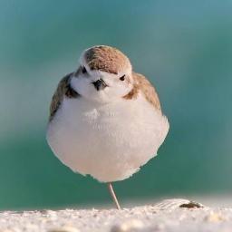 マレーシア、フィリピン、子ども、鳥、声、音、脂肪酸化学、デザインなど。しばらくは持久走