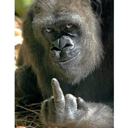 I_suck_at's profile picture. 