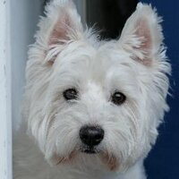 codefu (@codefu) 's Twitter Profile
