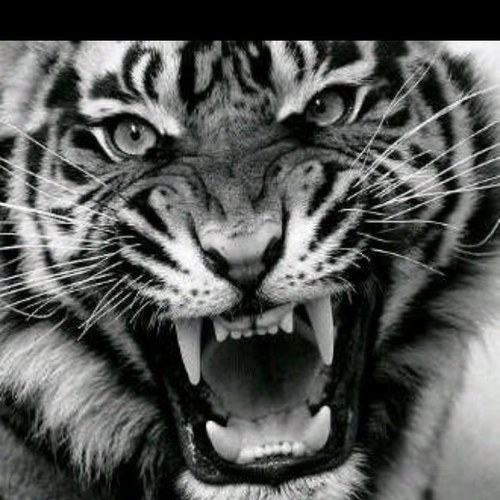 Nepgooo2's profile picture. 