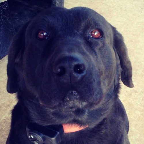 Sushimomma4's profile picture. 