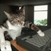よーねこ (@yotwo) Twitter profile photo よーねこ (@yotwo) Twitter profile photo