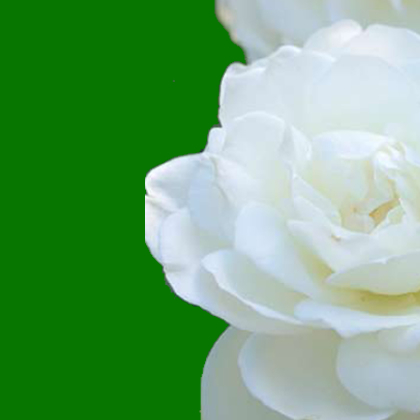 ylinks's profile picture. Youngstown Chapter - an organization of women committed to culture and economic enrichment of African Americans