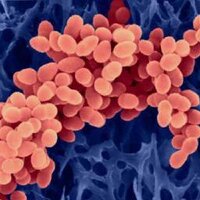 Sinai Med Micro (@sinaimicro) 's Twitter Profile
