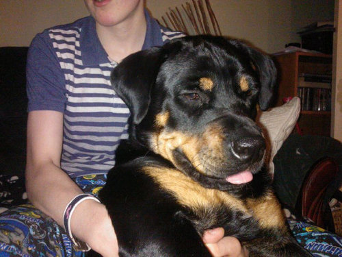 DogLoverLinz's profile picture. Dog Behaviour is my passion and my work! I'm all about dogs :)