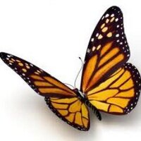 Monarch Butterfly (@savemilkweed) 's Twitter Profile