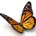 Monarch Butterfly (@savemilkweed) Twitter profile photo Monarch Butterfly (@savemilkweed) Twitter profile photo